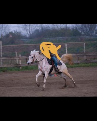 Cavallo arabo