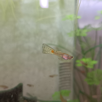 Guppy e platy