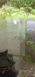 Guppy e platy