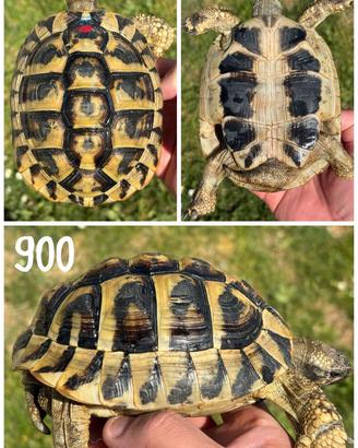 Maschio Testudo hermanni boettgeri tartaruga terra