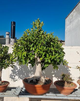 Ficus retusa
