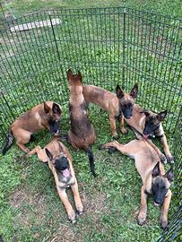 Cuccioli di malinois
