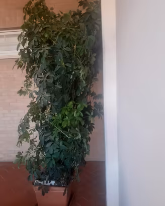 Pianta alta tre metri