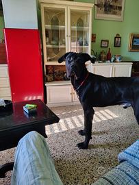 Cane corso 18 mesi