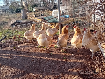 Trio araucana