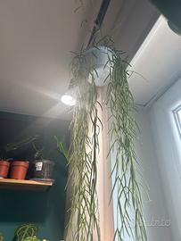 Hoya linearis pianta