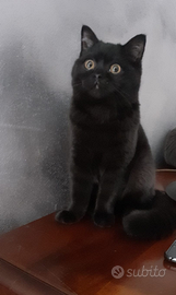 Gattina scottish straight