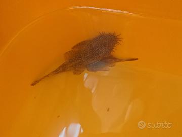Pesce Ancistrus