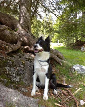 Cuccioli di Border Collie