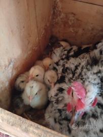 galline nane 