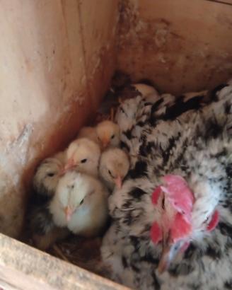 galline nane 