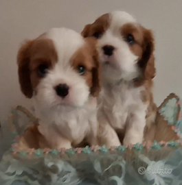 Cuccioli di Cavalier King con pedigree