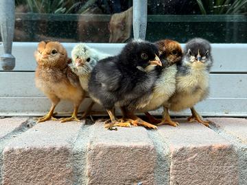 Galline ornamentali