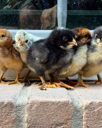 Galline ornamentali