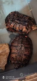 Tartarughe grandi