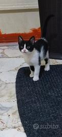 Gattina Carlotta