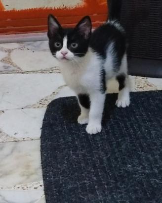 Gattina Carlotta