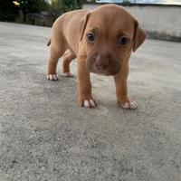 Cucciolo di Amstaff