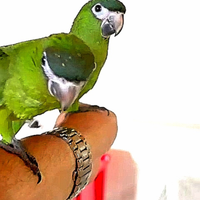 Pappagallo Ara nobilis