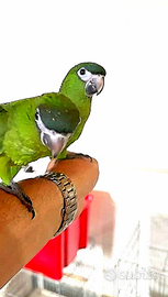 Pappagallo Ara nobilis