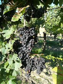 vino Merlot e altri