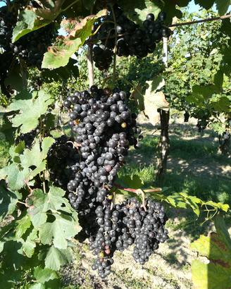 vino Merlot e altri