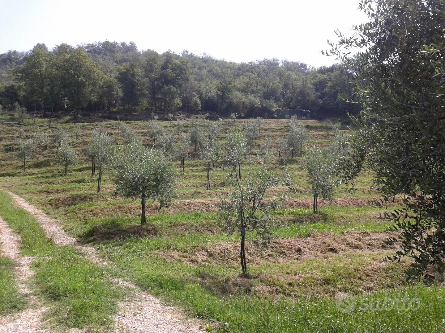 Terreno a oliveto e bosco - Vista 3