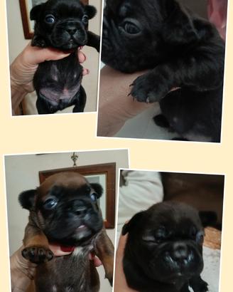 Bulldog francese