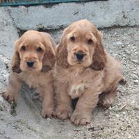 Cocker pedigree enci