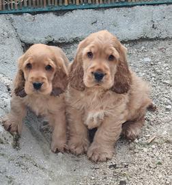 Cocker pedigree enci