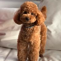 Disponibile per monta-Leo, barboncino toy