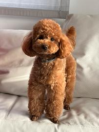 Disponibile per monta-Leo, barboncino toy