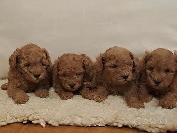 Barboncini Toy cuccioli