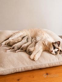 Cuccioli Ragdoll disponibili da settembre