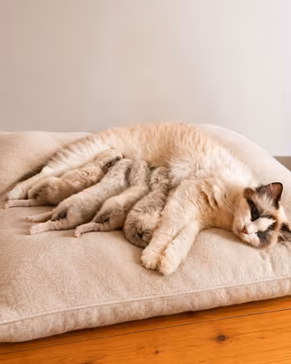 Cuccioli Ragdoll disponibili da settembre