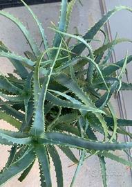 Aloe Vera era e Aloe Arborescens 