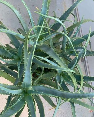 Aloe Vera era e Aloe Arborescens 