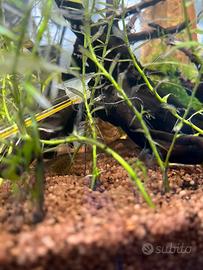 Caridine Multidentate + Boraras Brigittae