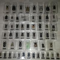 Insetti da collezione 