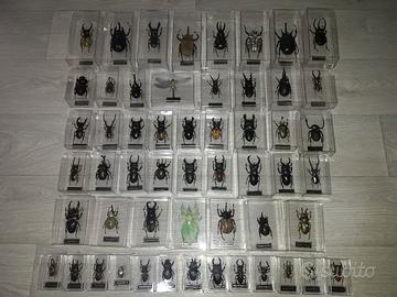 Insetti da collezione 
