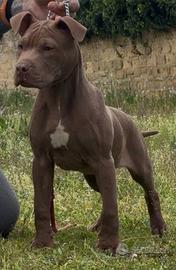 Pitt bull