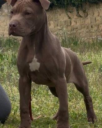 Pitt bull