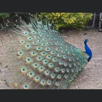 Coppia adulta pavoni