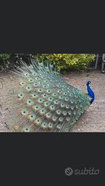 Coppia adulta pavoni