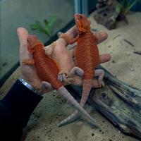 Pogona super Red hypo trans