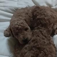 Due barboncini nocciola