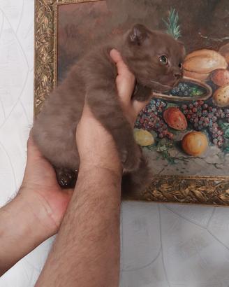 Scottish fold cioccolet