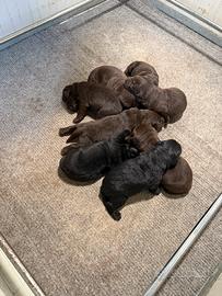 Cuccioli Labrador
