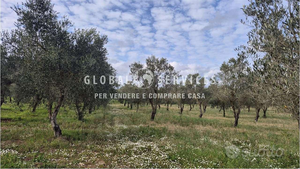 Terreno con Uliveto a Tancà Farrà - Vista 2