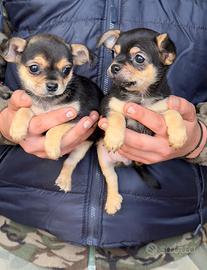 Cuccioli pinscher nano